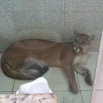 Zoo de Piracicaba (SP) auxilia no resgate de onça-parda encontrada dentro de banheiro de residência