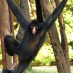 Zoológico realiza atividade educativa sobre primatas para crianças de 8 a 10 anos