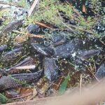 Cetesb aponta causa do aparecimento de vários peixes mortos no Rio Piracicaba