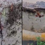 Aranhas e escorpiões aparecem em regiões alagadas de Piracicaba (SP); veja vídeo