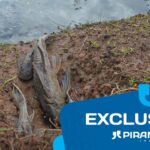Peixes aparecem agonizando e mortos em dois pontos do Rio Piracicaba; casal tenta salvá-los