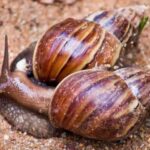 Secretaria da Saúde de Piracicaba (SP) alerta sobre proliferação do caracol africano na cidade