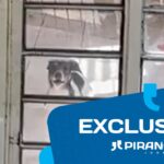Família endividada abandona dois cachorros em residência alugada em Piracicaba (SP)