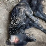 Cachorro é encontrado morto e mais de 30 aves são apreendidas após denúncia em Piracicaba (SP)