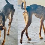 Em Piracicaba, cães extremamente magros e famintos são resgatados e tutor multado em R$ 3,5 mil
