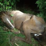 Pelotão Ambiental da Guarda Civil e protetora resgatam égua de situação de maus-tratos em Piracicaba