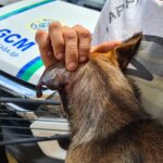 Homem é preso após atirar no cachorro do vizinho em Piracicaba (SP)
