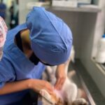 CastraFácil operou 47 gatos no último sábado (14), em Piracicaba (SP)