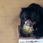 Após quatro anos no Zoológico de Piracicaba, urso Juco vai para novo lar