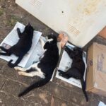 Prefeitura acompanha caso de envenenamento de gatos em praça de Piracicaba