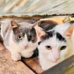 Em Piracicaba, 27 gatos precisam urgentemente de novo lar após morte de tutores