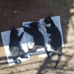 Gatos são encontrados mortos envenenados em praça de Piracicaba e polícia investiga