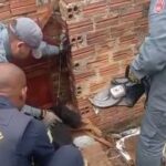 Homem é preso em Piracicaba por maus-tratos a 13 cachorros