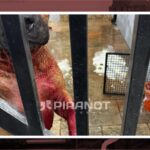 PM prende ladrão de bancos ligado ao PCC em Piracicaba (SP)