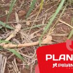 Ossada humana acaba de ser localizada em canavial da região de Piracicaba