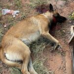 Policial aposentado é preso após atirar no cachorro do vizinho em Piracicaba