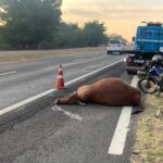 Duas pessoas ficam feridas e vaca morre após acidente na Geraldo de Barros
