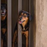 Cães em situação de maus-tratos e sem comida são resgatados em Piracicaba