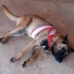 Morre cão baleado por ex-policial militar em Piracicaba