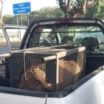 Guarda Civil socorre capivara atropelada em ponte de Piracicaba (SP)