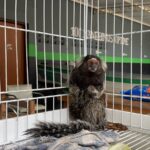 Sagui preso em cativeiro de maneira irregular é resgatado em Piracicaba após denúncia