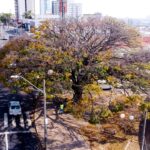 Sedema realiza análise técnica na Sapucaia, árvore centenária símbolo de Piracicaba