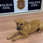 Polícia Civil de Piracicaba prende casal por tráfico e adota cachorro que sofria maus-tratos
