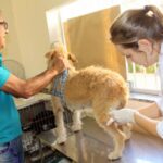 Piracicaba terá castração de animais com sistema leva e trás neste sábado (17)
