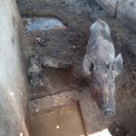 GCM atende caso de maus-tratos a animais e armazenamento errado de agrotóxicos em Piracicaba