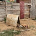 Cachorro é encontrado morto enforcado e com sinais de maus-tratos em Piracicaba