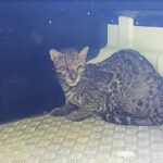 Jaguatirica que matava galinhas de sítio em Piracicaba é capturada e solta em local apropriado