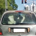 VÍDEO: vaca é flagrada sendo transportada em porta-malas de carro em Piracicaba