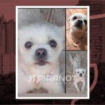Comerciante faz buscas por Jhullie em Piracicaba (SP); cachorra escapou de casa