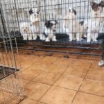 Mais de 50 cachorros de raça são resgatados de situação de maus-tratos em Piracicaba
