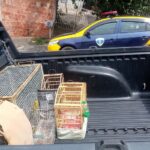 Homem responde por crime ambiental após aves silvestres em gaiolas serem apreendidas em Piracicaba