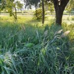 Prefeitura de Piracicaba busca intensificar corte de mato na cidade