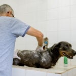 Núcleo de Bem-Estar Animal de Piracicaba realiza mutirão de banho em cães