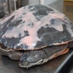Morre cágado que foi atropelado em frente a terminal de Piracicaba