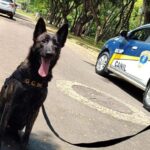 Cão Radu, do Canil da Guarda Civil, realizou sua primeira apreensão de drogas em Piracicaba