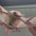 Morcego albino e muito raro é encontrado em Piracicaba