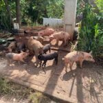 Em Piracicaba, 16 porcos são resgatados amarrados, feridos, sem água e comida