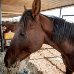 Prefeitura inaugura Departamento de Bem-Estar Animal em Piracicaba (SP)