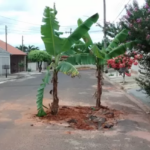 Bananeiras em buracos não são em Piracicaba; crise leva prefeito a demitir secretário