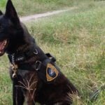 Cão de faro da Guarda Civil localiza drogas em área verde de Piracicaba (SP)