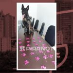 Cão da Guarda Civil de Piracicaba realiza apreensão de 258 pinos de cocaína escondidas em areia