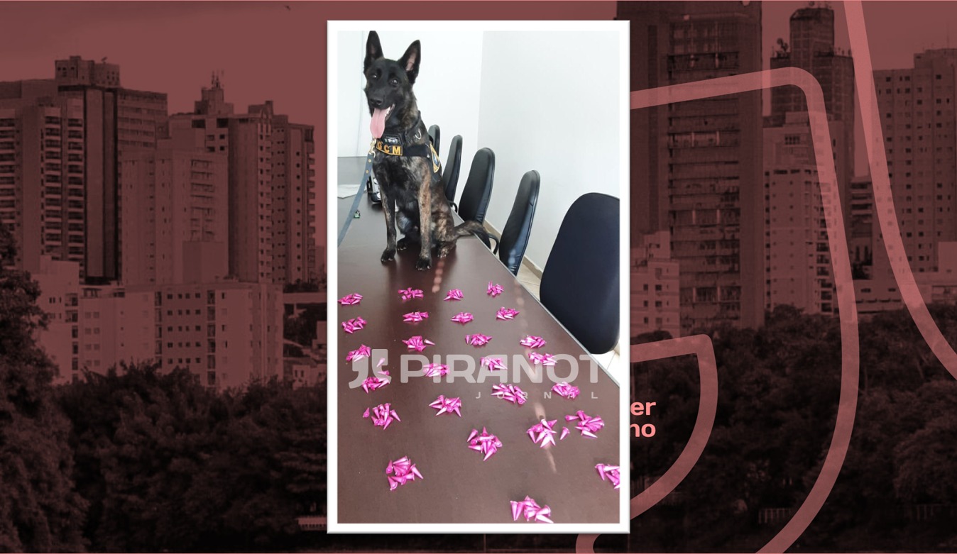 Cão da Guarda Civil de Piracicaba realiza apreensão de 258 pinos de cocaína escondidas em areia