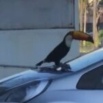 Em Piracicaba, tucano pousa sobre carro e momento é registrado; assista ao vídeo