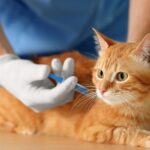 Adote Pet acontece amanhã (29) com mais de 40 filhotes de cães e gatos para adoção em Piracicaba