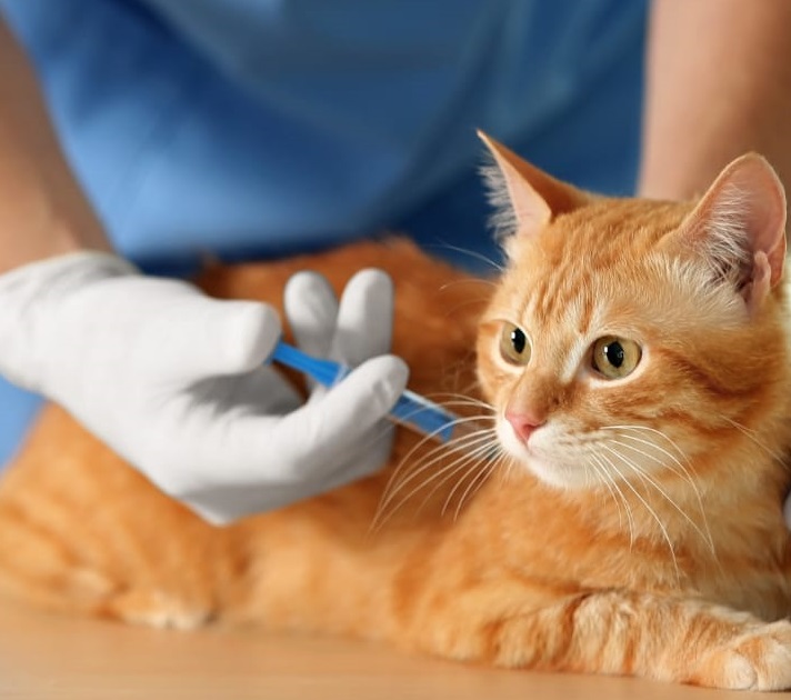 Adote Pet acontece amanhã (29) com mais de 40 filhotes de cães e gatos para adoção em Piracicaba