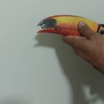 Tucano é resgatado com bico quebrado e pata ferida pela Guarda Civil Municipal de Piracicaba